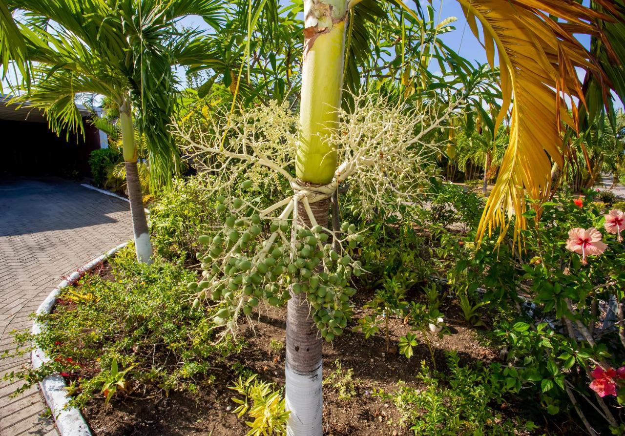 Nature'S Choice Home Richmond Palms, Jamaica Ngoại thất bức ảnh