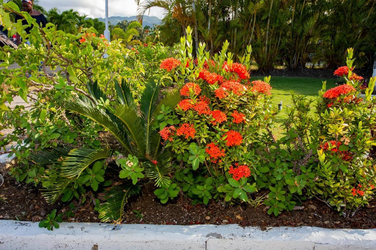 Nature'S Choice Home Richmond Palms, Jamaica Ngoại thất bức ảnh