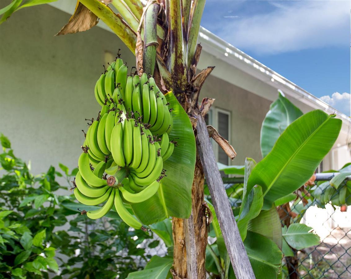 Nature'S Choice Home Richmond Palms, Jamaica Ngoại thất bức ảnh